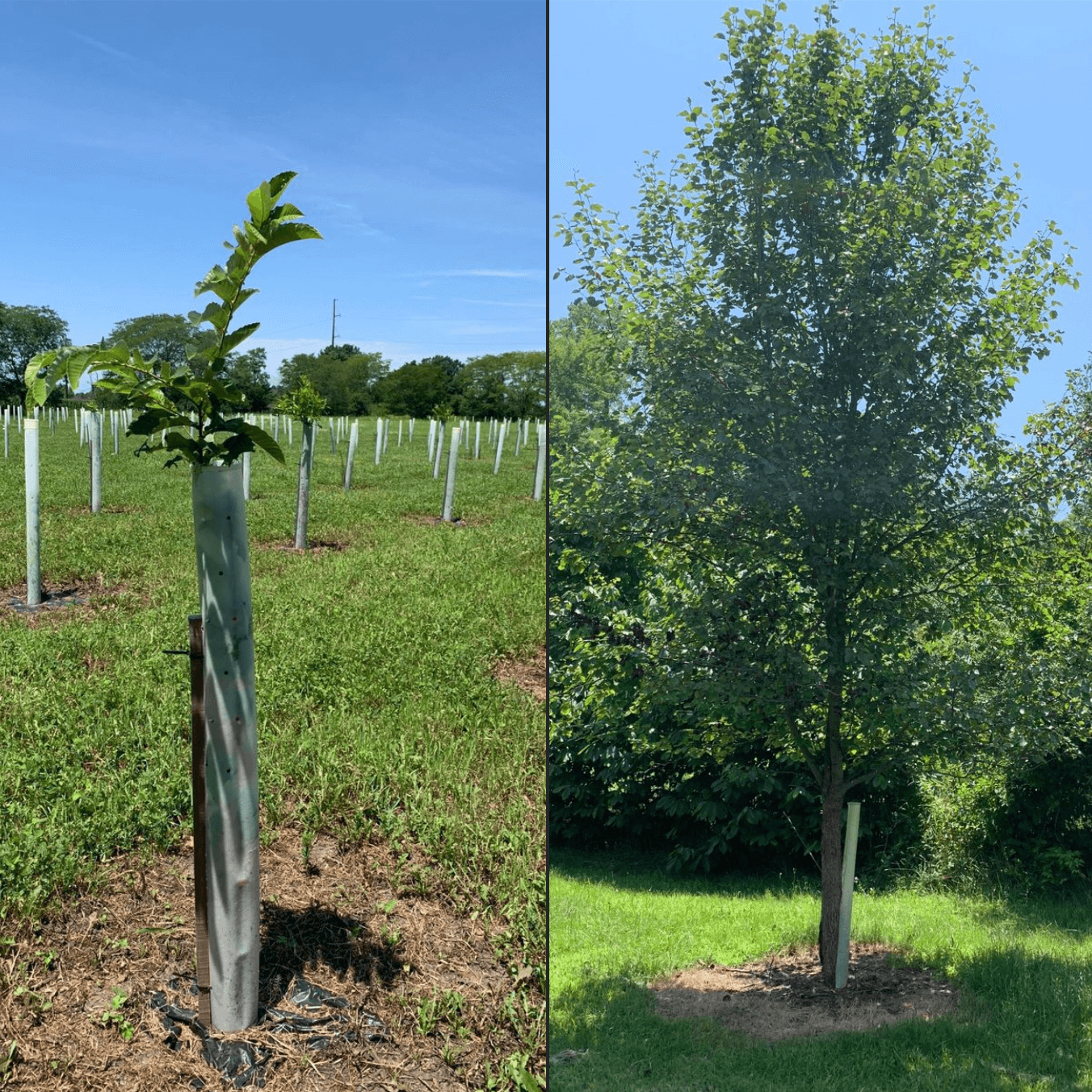 Protect Your Tree Investment with Morse Nursery's Tree Survival Kit - Morse Nursery