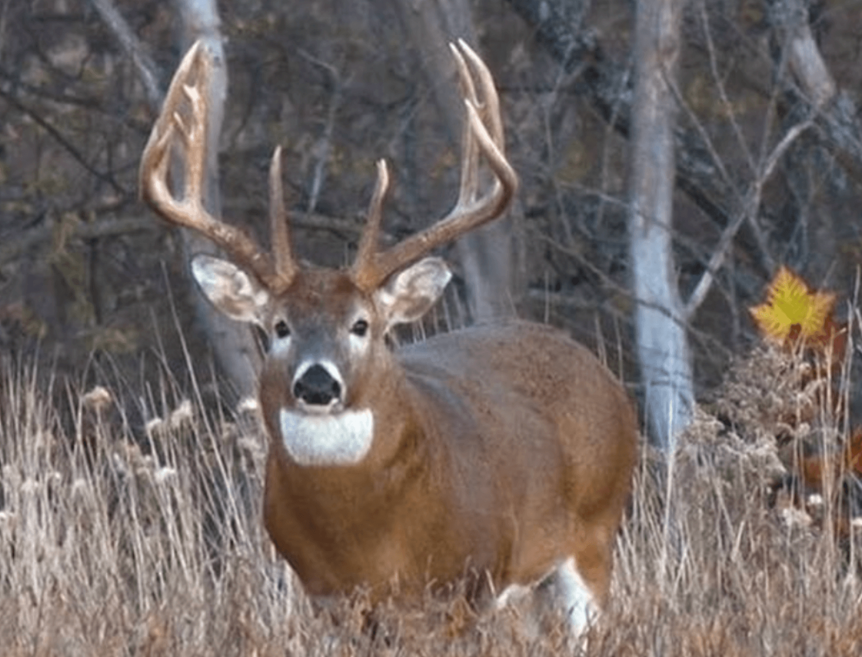 The Top Food Sources for Whitetail Deer Habitat - Morse Nursery