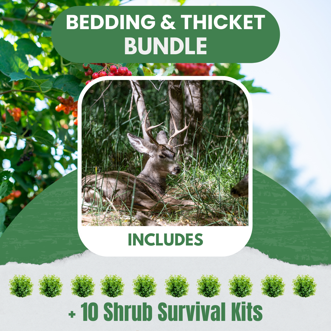Bedding / Thicket Bundle | 10 Shrubs + Kits
