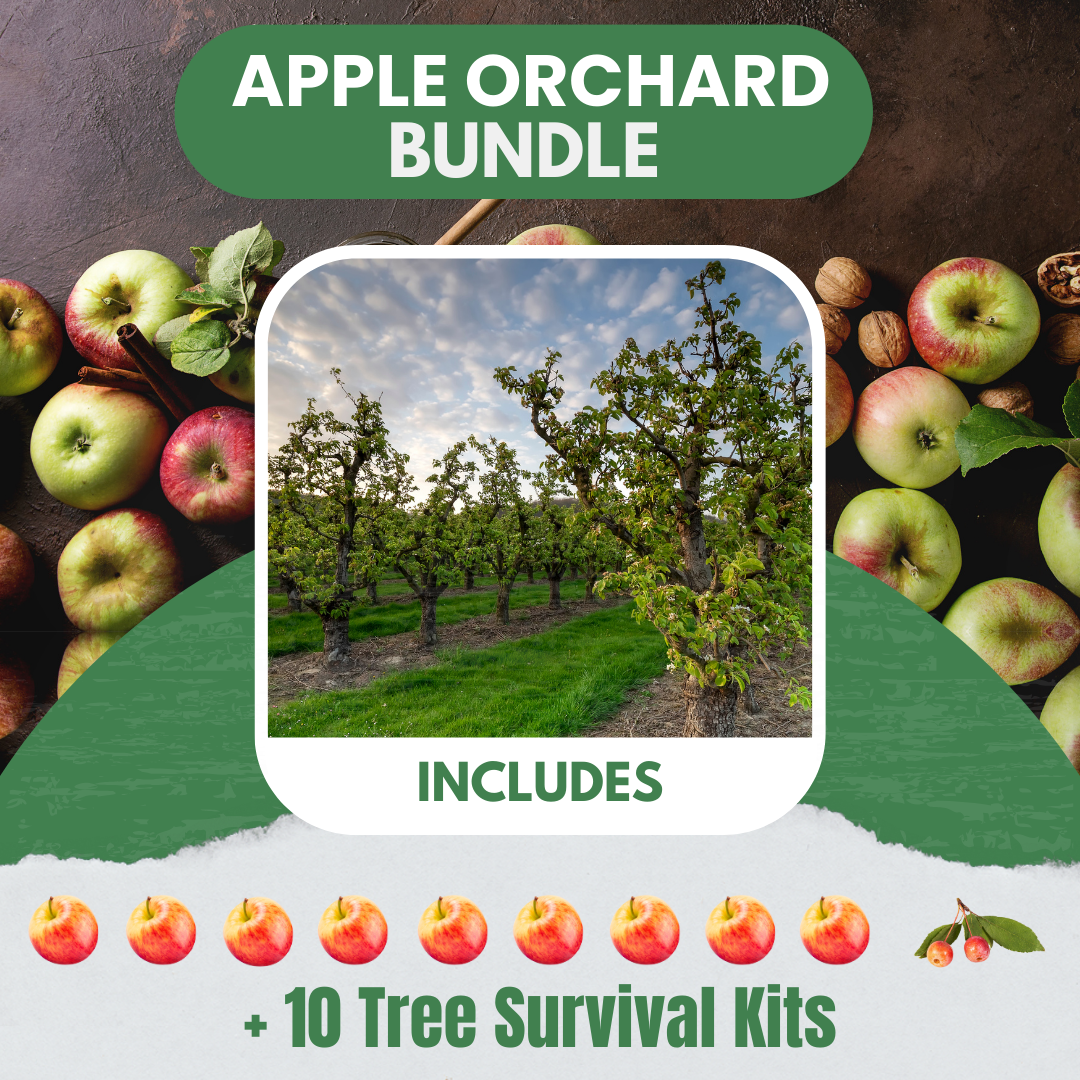 Apple Orchard Bundle |18" - 36"| 10 Trees + Kits