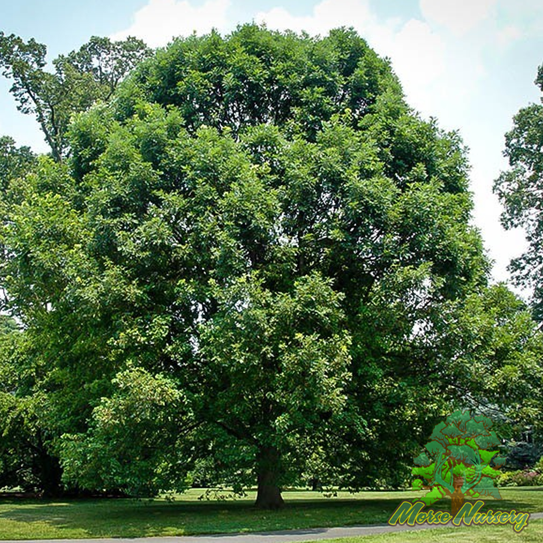 Morse Hybrid White Oak