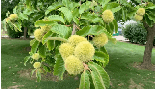 All Season Chestnut Bundle |18" - 36"| 10 Trees + Kits - Morse Nursery