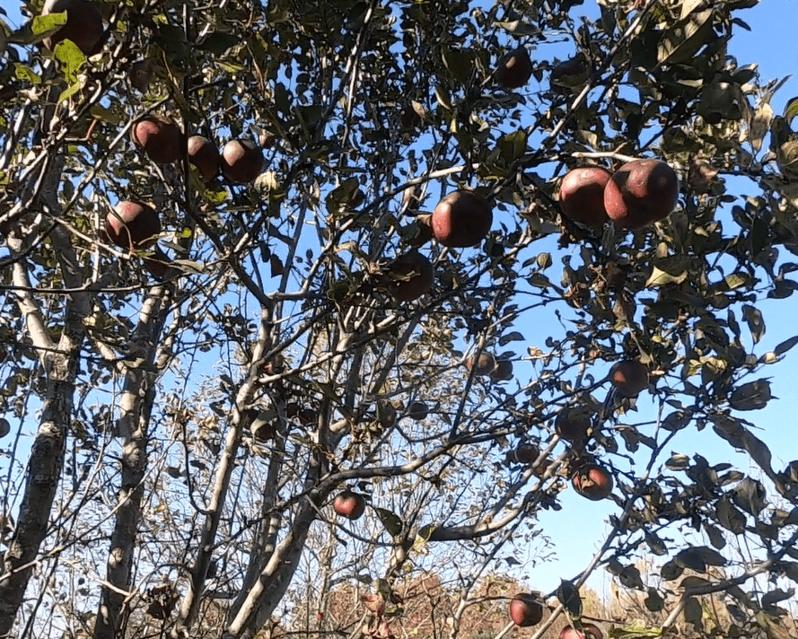 Arkansas Black Apple - Morse Nursery