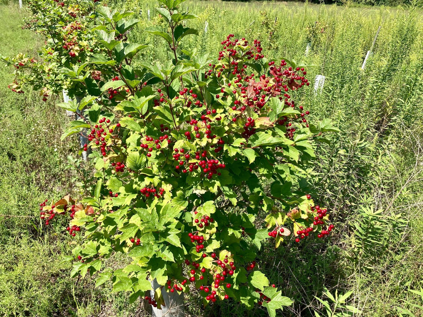 Bedding / Thicket Bundle | 10 Shrubs + Kits - Morse Nursery
