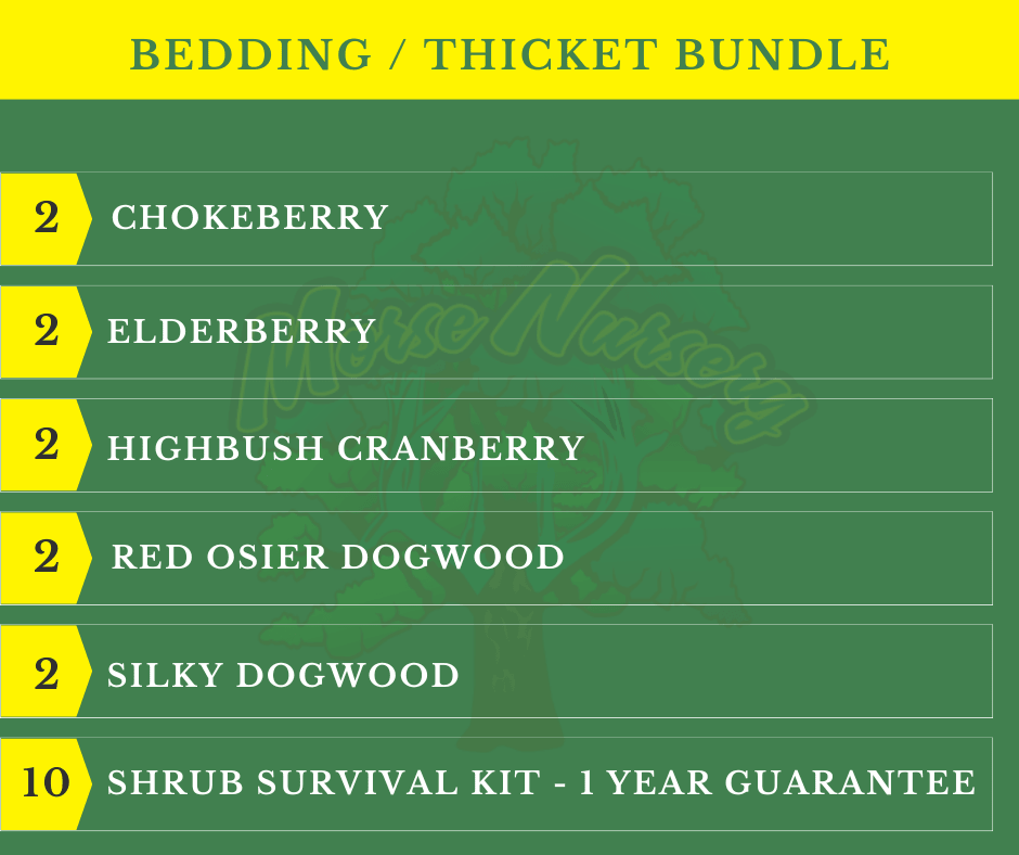 Bedding / Thicket Bundle | 18 - 36" | 10 Shrubs + Kits - Morse Nursery
