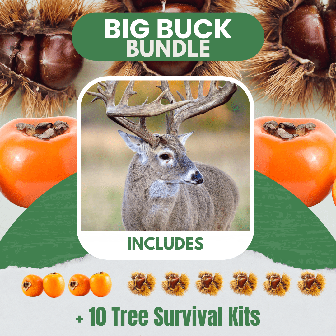 Big Buck Bundle |18" - 36"| 10 Trees + Kits! (Shipping Spring 2026) - Morse Nursery