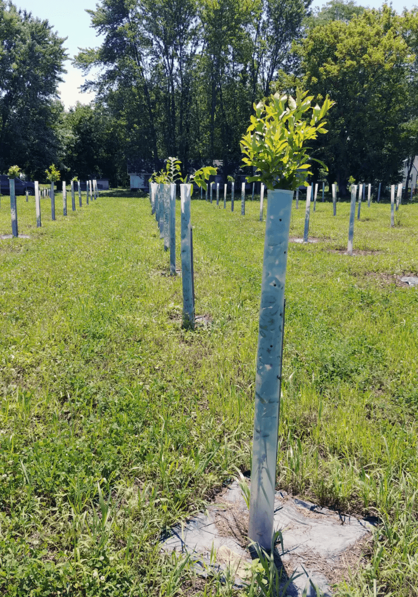 Big Rack Bundle |18" - 36"| 10 Trees + Kits! - Morse Nursery