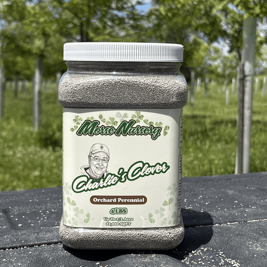 Charlie's Clover - Orchard Perennial - 4LBS – Morse Nursery
