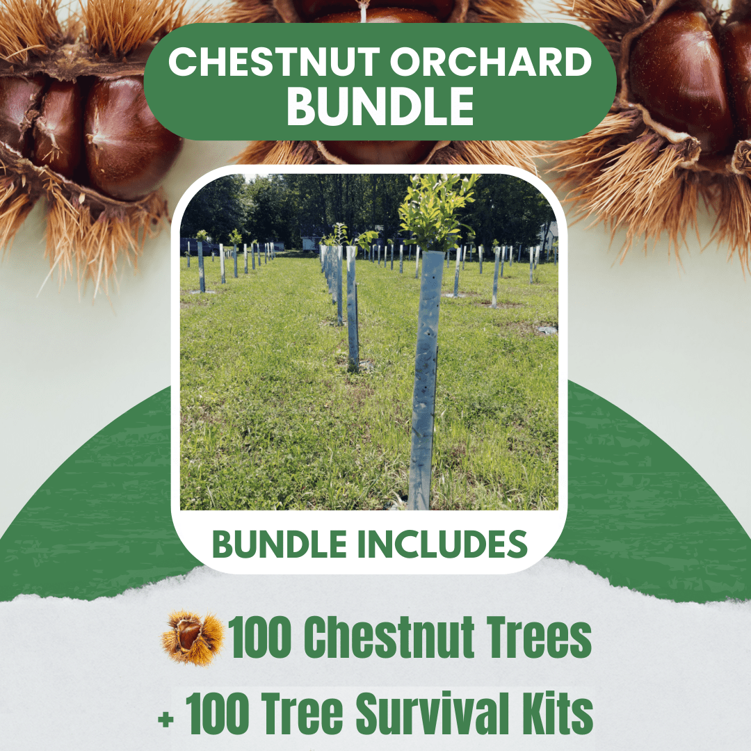 Chestnut Orchard Bundle - 100 Trees + Kits! - Morse Nursery