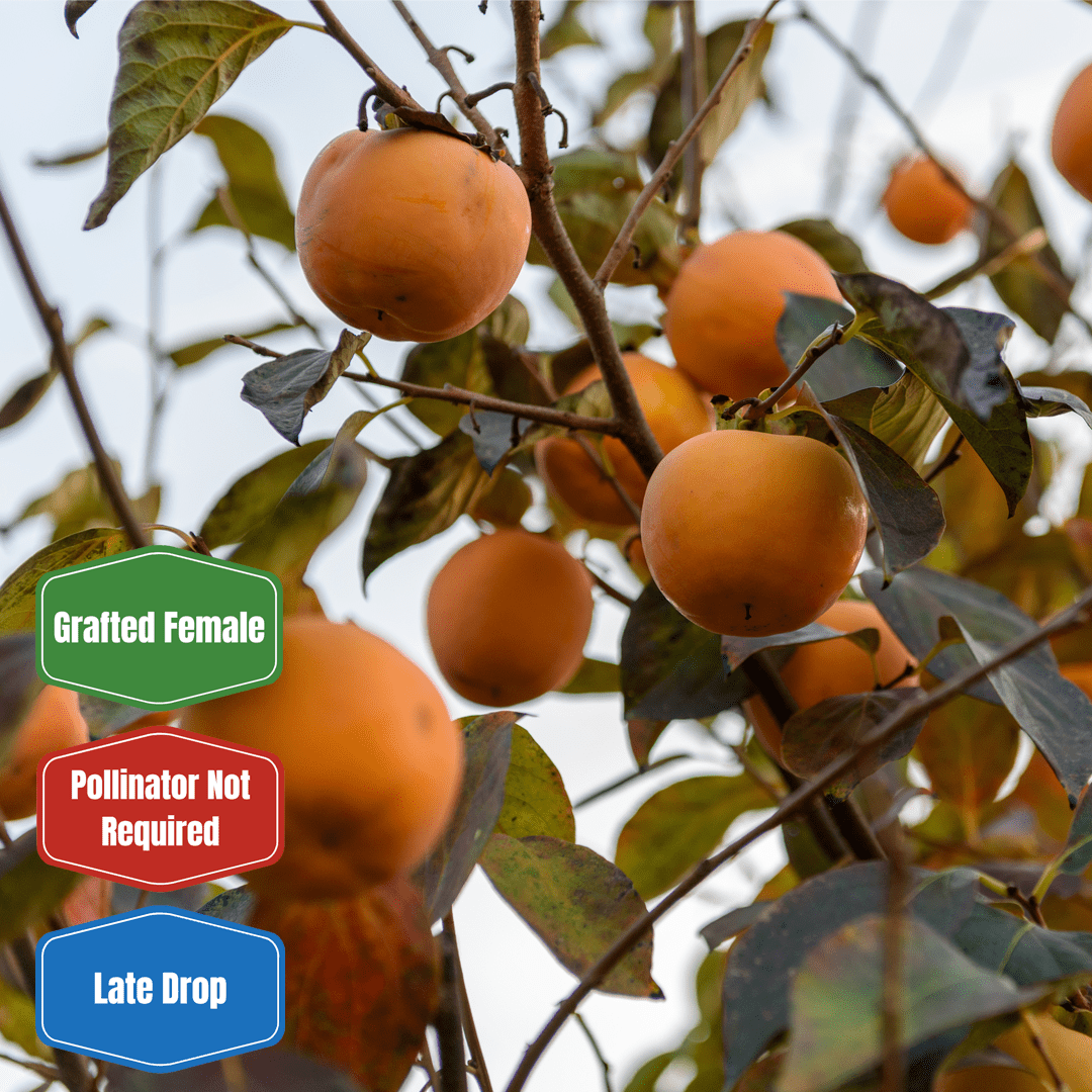 Deer Candy (Oct) Persimmon - Morse Nursery