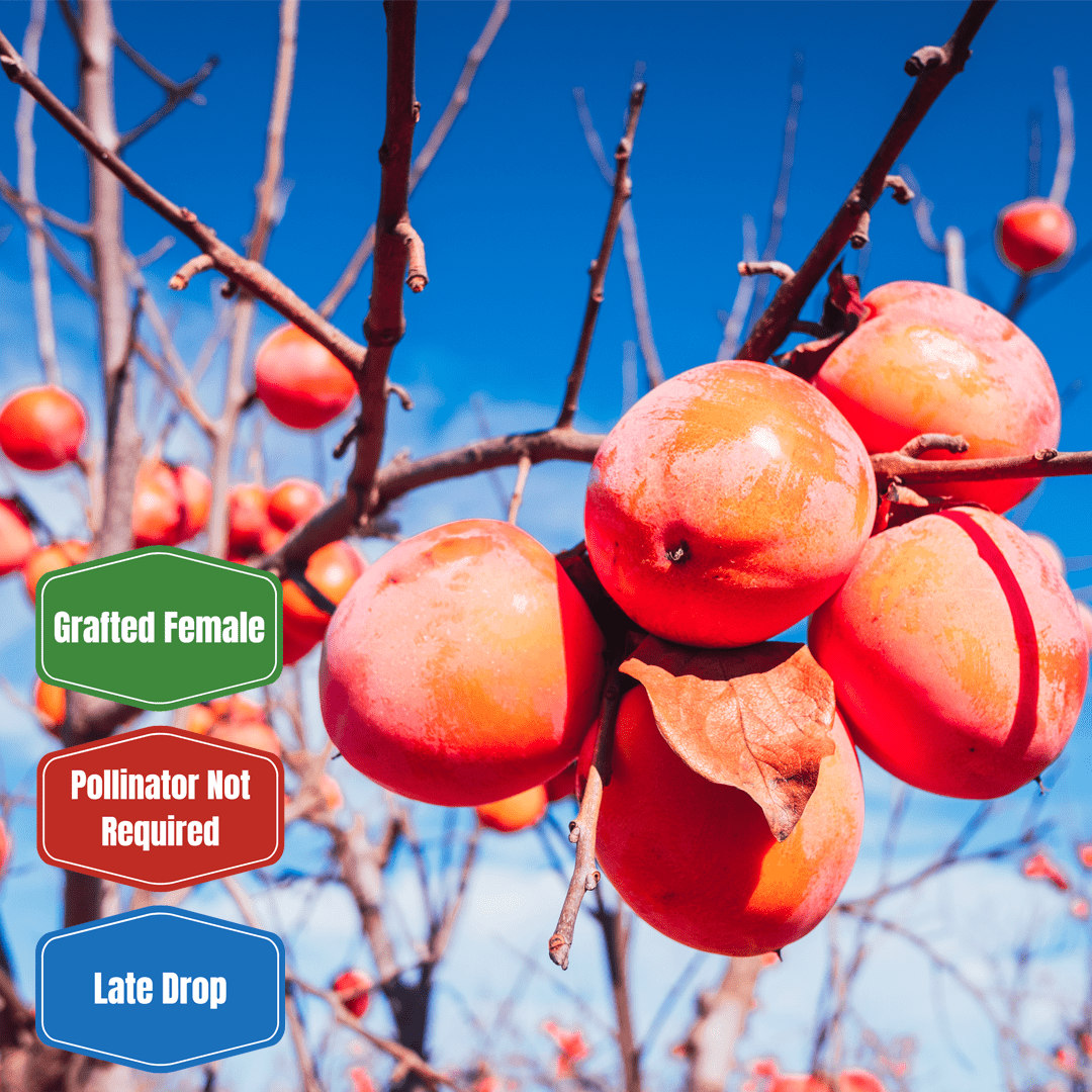 Deer Magnet (Nov) Persimmon - Morse Nursery