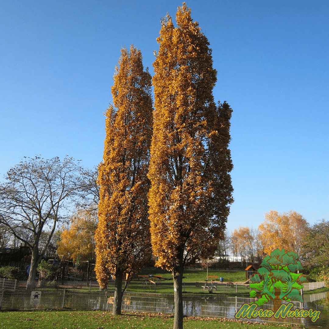 English Fastigate Hybrid Oak - Morse Nursery