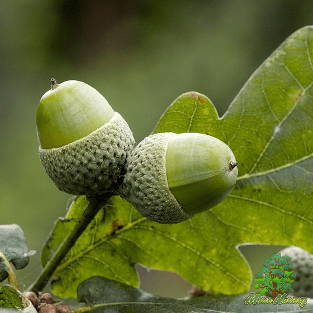 English Wide Hybrid Oak - Morse Nursery