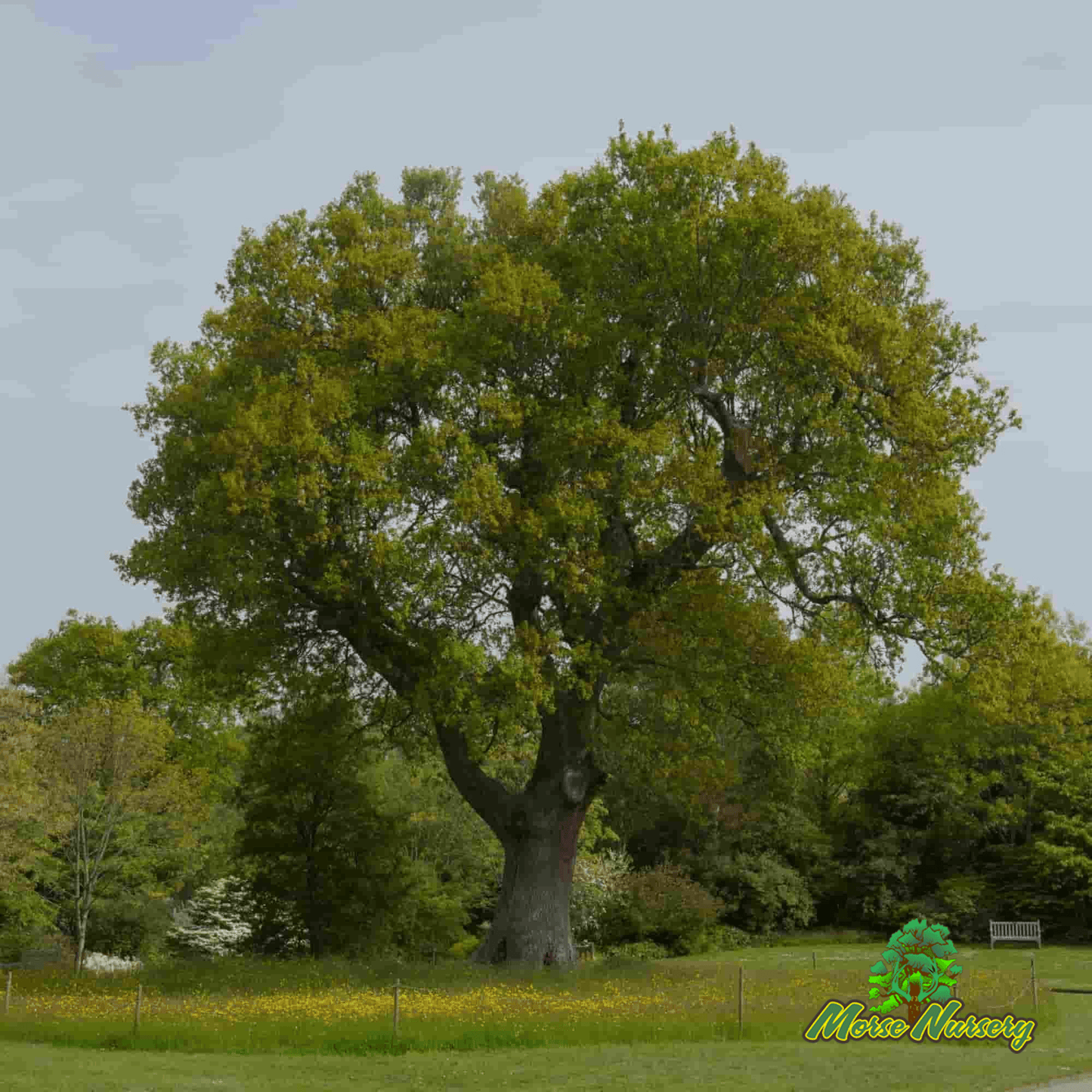 English Wide Hybrid Oak - Morse Nursery