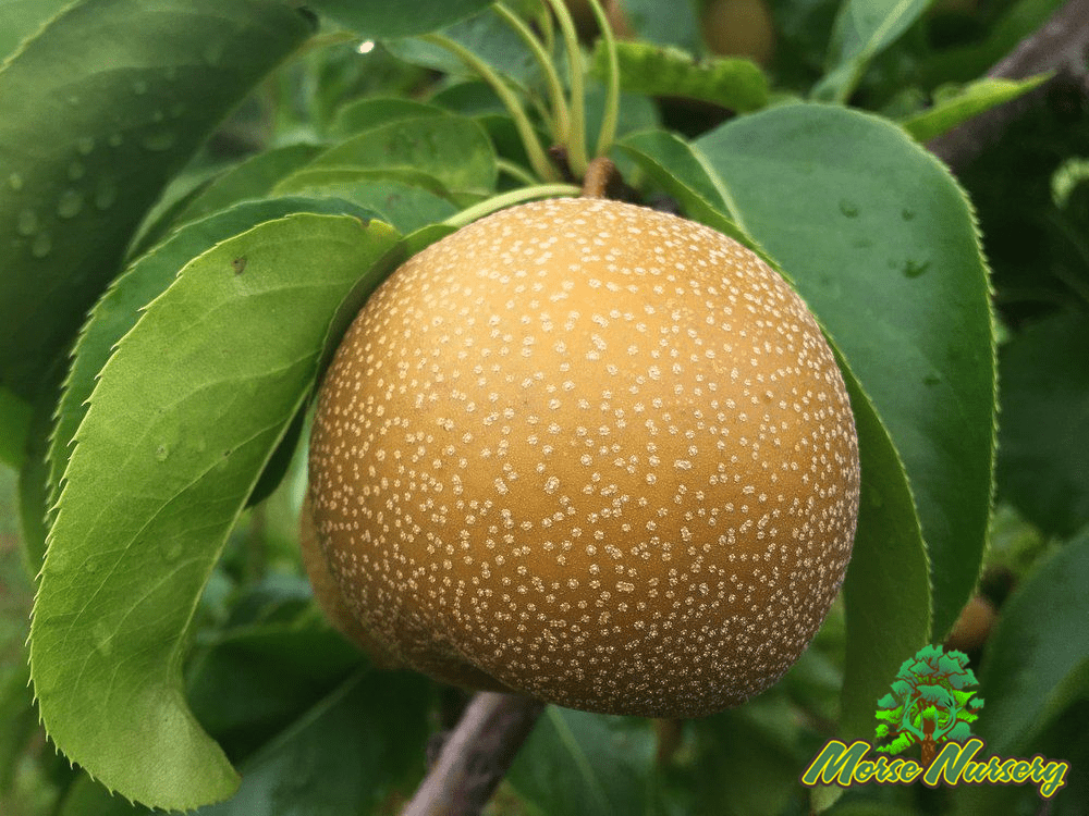 Hybrid Pear - Morse Nursery