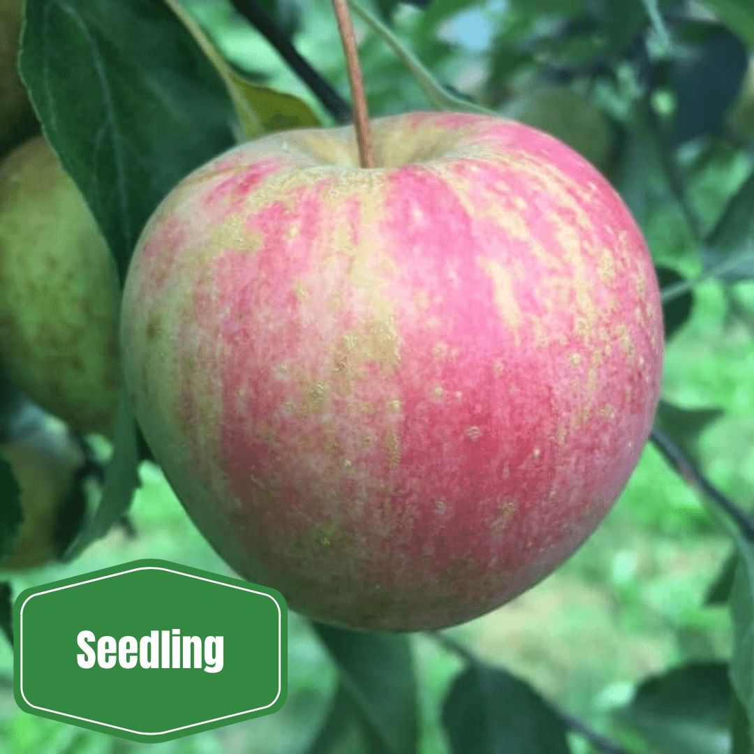 Morse Wildlife Apple - Food Source For Wildlife - Food Plots