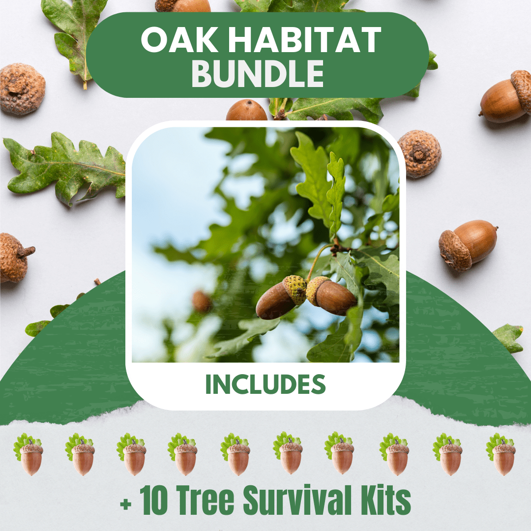 Oak Habitat Bundle |18" - 36"| 10 Trees + Kits! - Morse Nursery