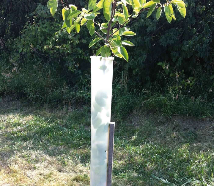 Tree pro tree tube with large tree coming out.