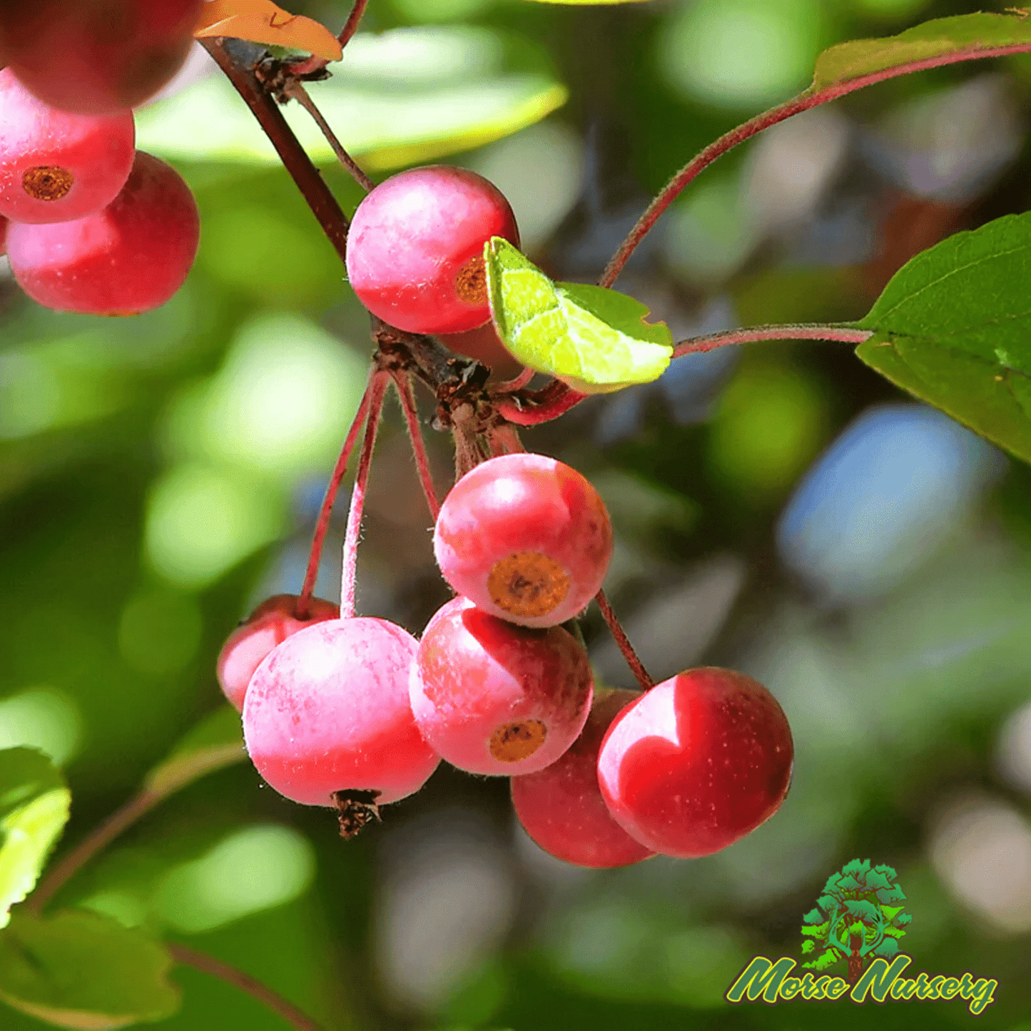 Prairie Fire Crabapple - Morse Nursery