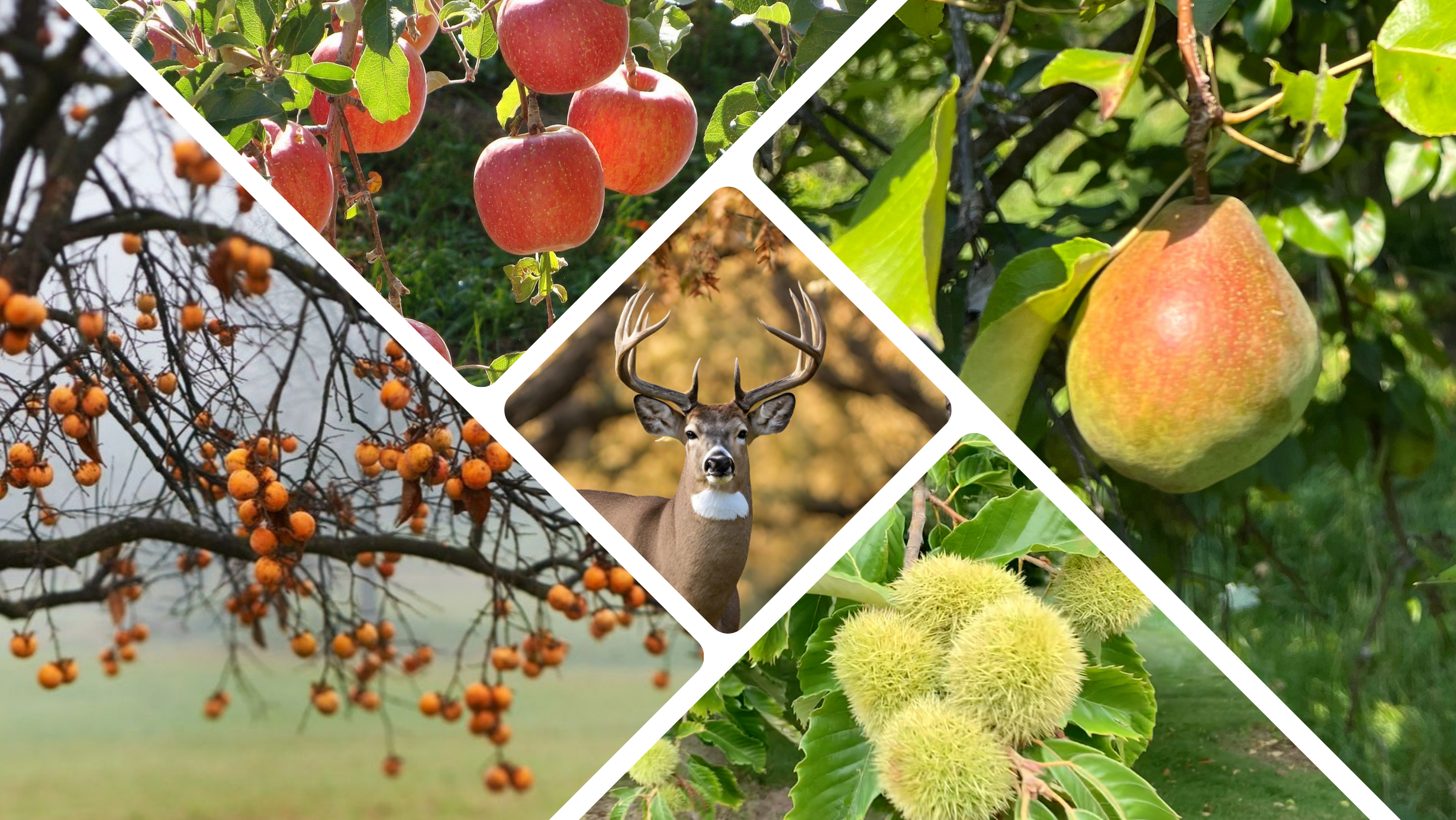 Collage of nature scenes including trees with fruits, a deer, and chestnuts.