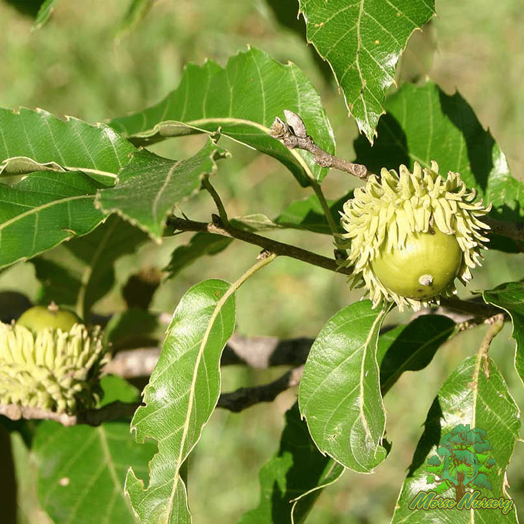 Sawtooth Oak "Cold Hardy Michigan Strain" - Morse Nursery