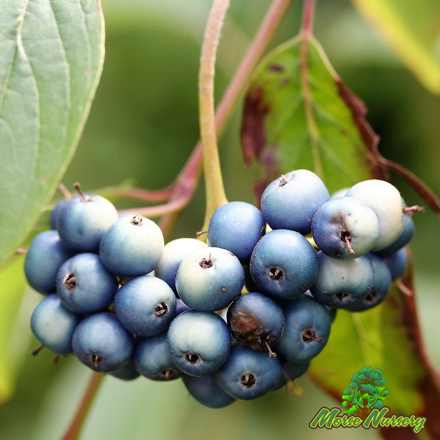 Silky Dogwood