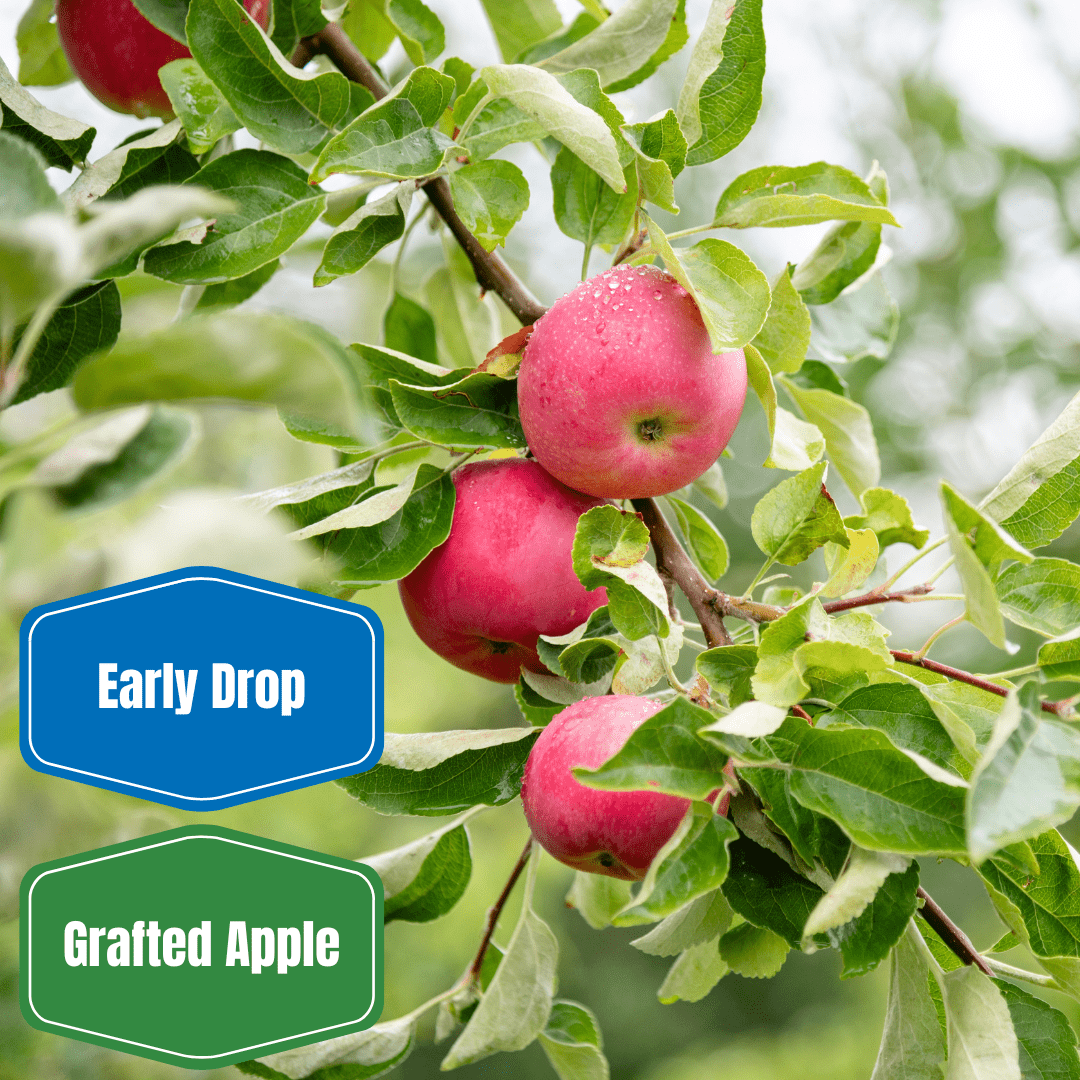 Snow Sweet Apple - Food Source For Wildlife - Food Plots – Morse
