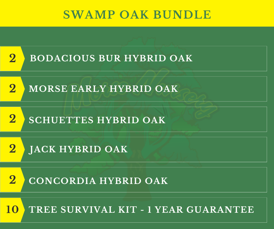 Swamp Oak Bundle |18" - 36"| 10 Trees + Kits! - Morse Nursery