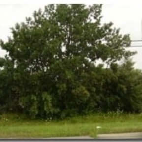 English Wide Hybrid Oak
