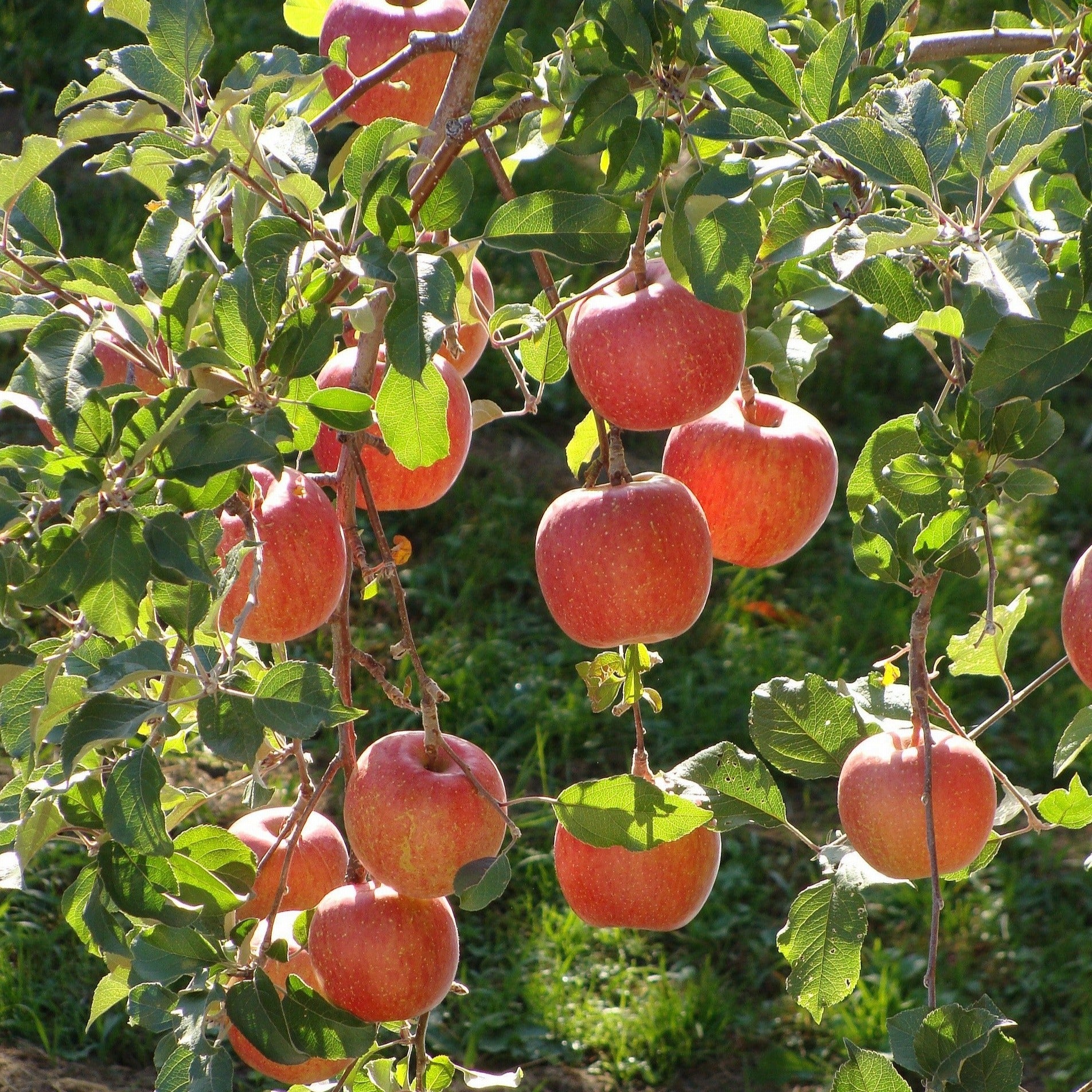 Fuji Apples - Womack Nursery