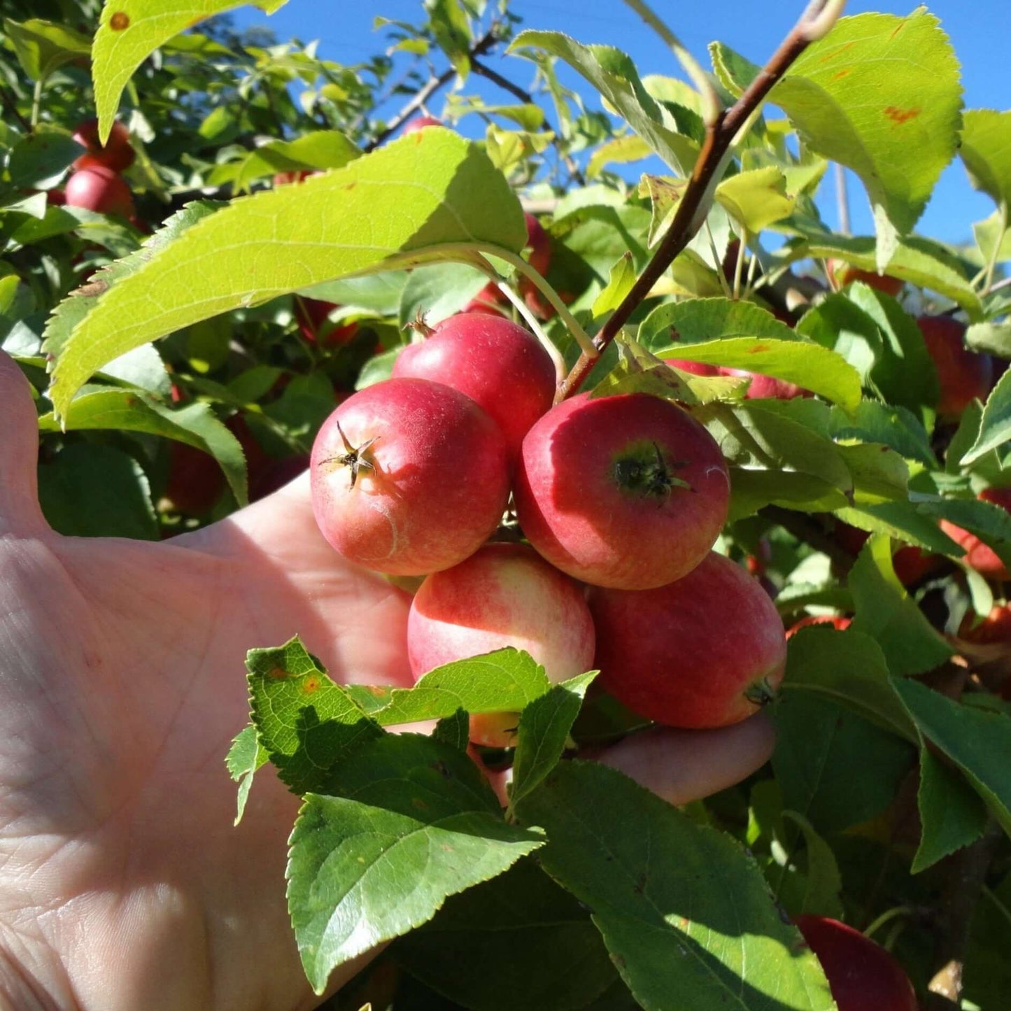 Nova Scotia Crabapple