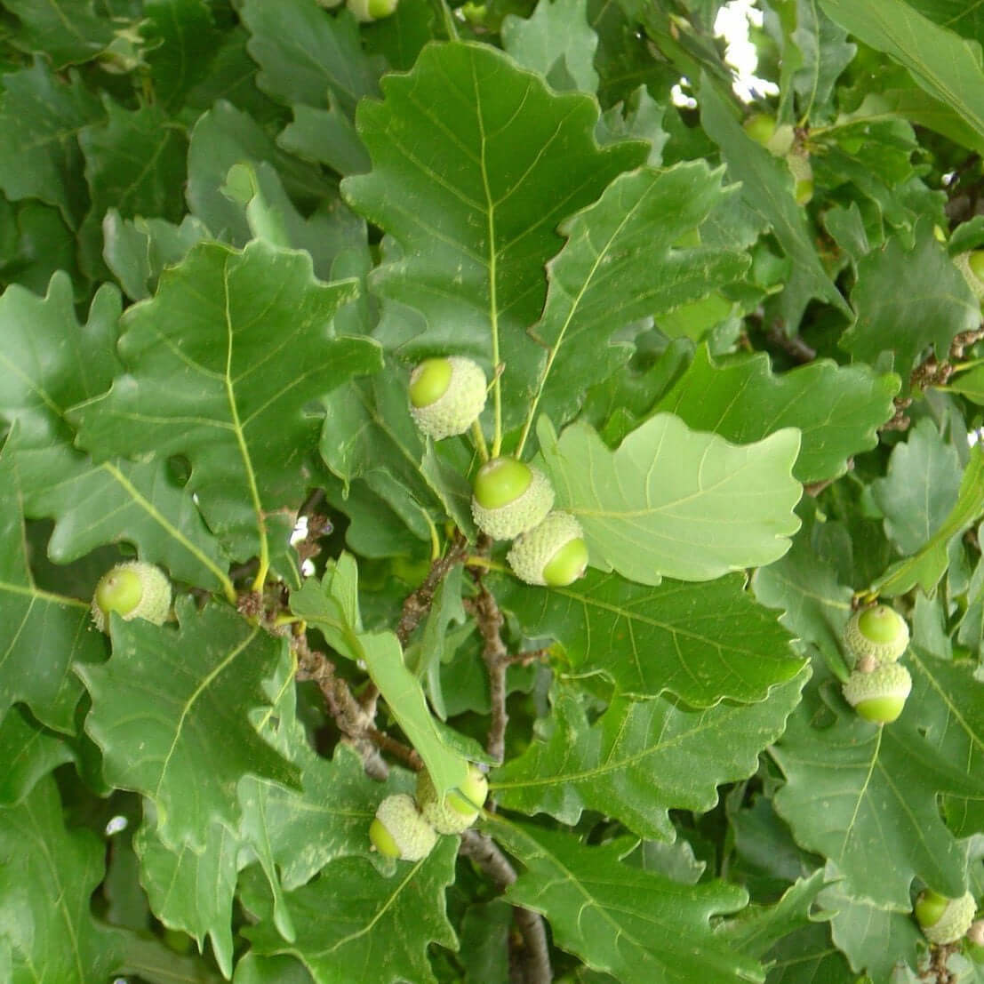 Sargent #3 Hybrid Oak