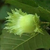 American Hazelnut - Morse Nursery