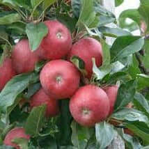 Apple Orchard Bundle |18" - 36"| 10 Trees + Kits - Morse Nursery