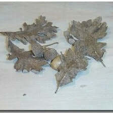 Bimundors Oak - Morse Nursery