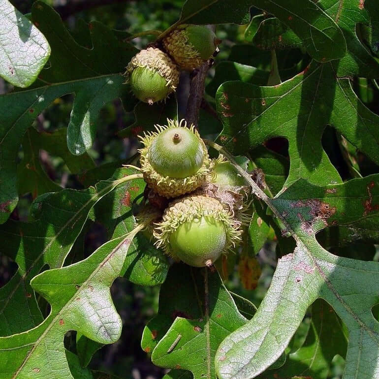 Bur Chinkapin Oak - Morse Nursery