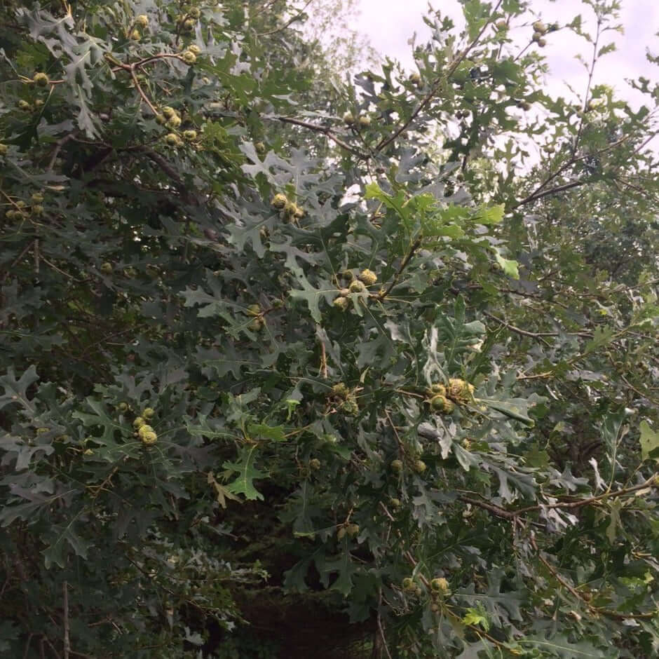 Bur x Gambel "Early" Hybrid Oak - Morse Nursery