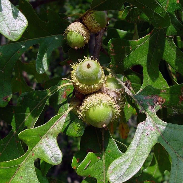 Bur x Turbinella Oak - Morse Nursery