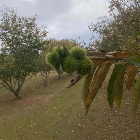 December Drop American Hybrid Chestnut Tree - Morse Nursery
