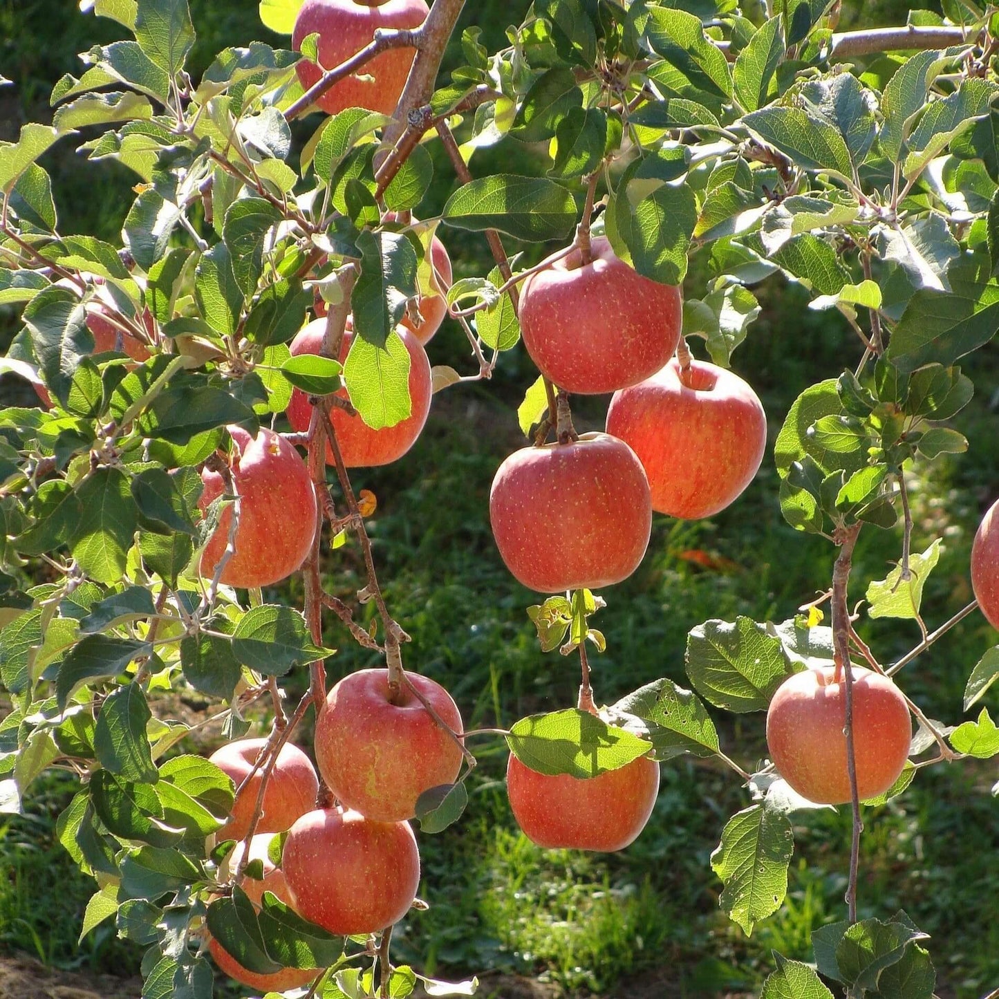 Fuji Apple - Morse Nursery