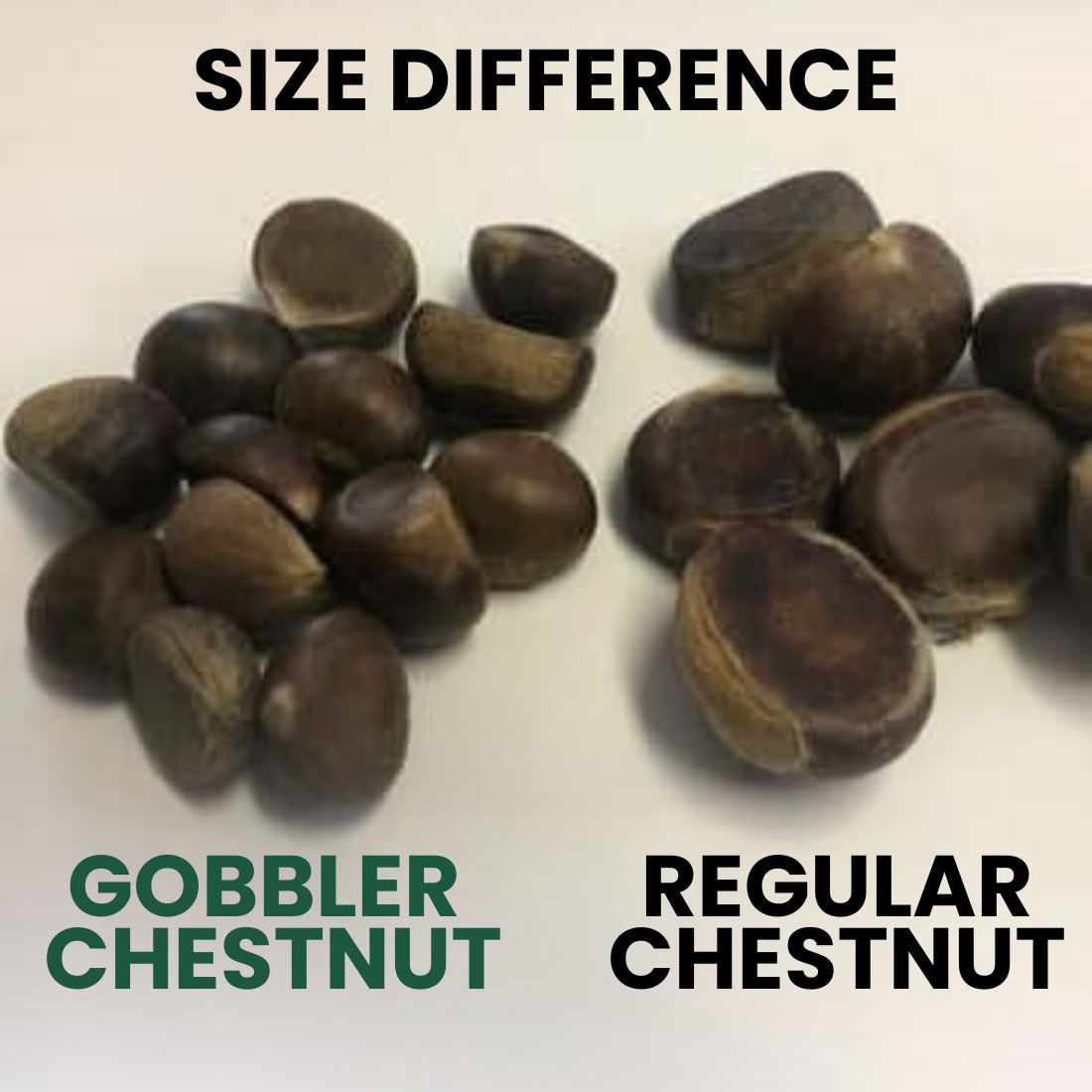 Gobbler Chestnut - Morse Nursery