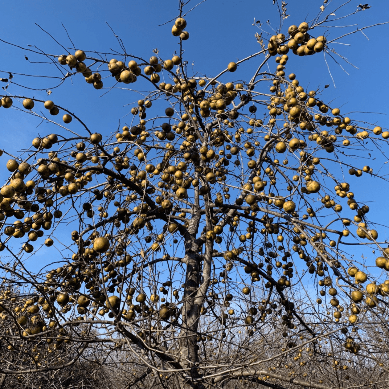 Gold Rush Apple - Morse Nursery