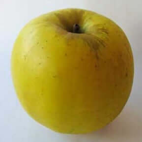 Golden Delicious Apple - Morse Nursery