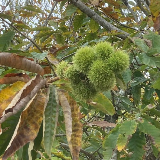 chestnuts tree