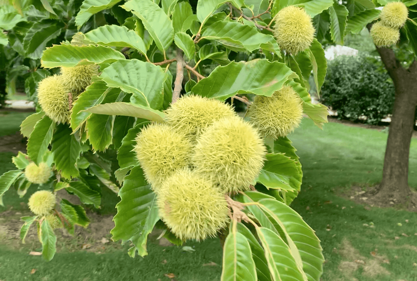 Layeroka Hybrid Chestnut - Morse Nursery