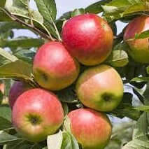 McIntosh Apple - Morse Nursery