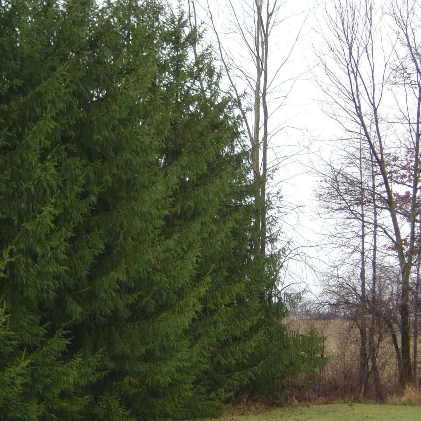Norway Spruce - Morse Nursery
