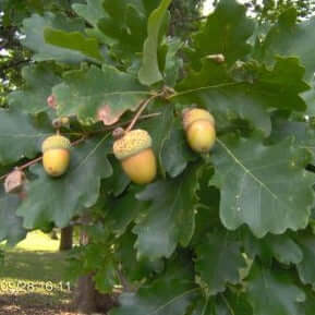 Oak Habitat Bundle |18" - 36"| 10 Trees + Kits! - Morse Nursery