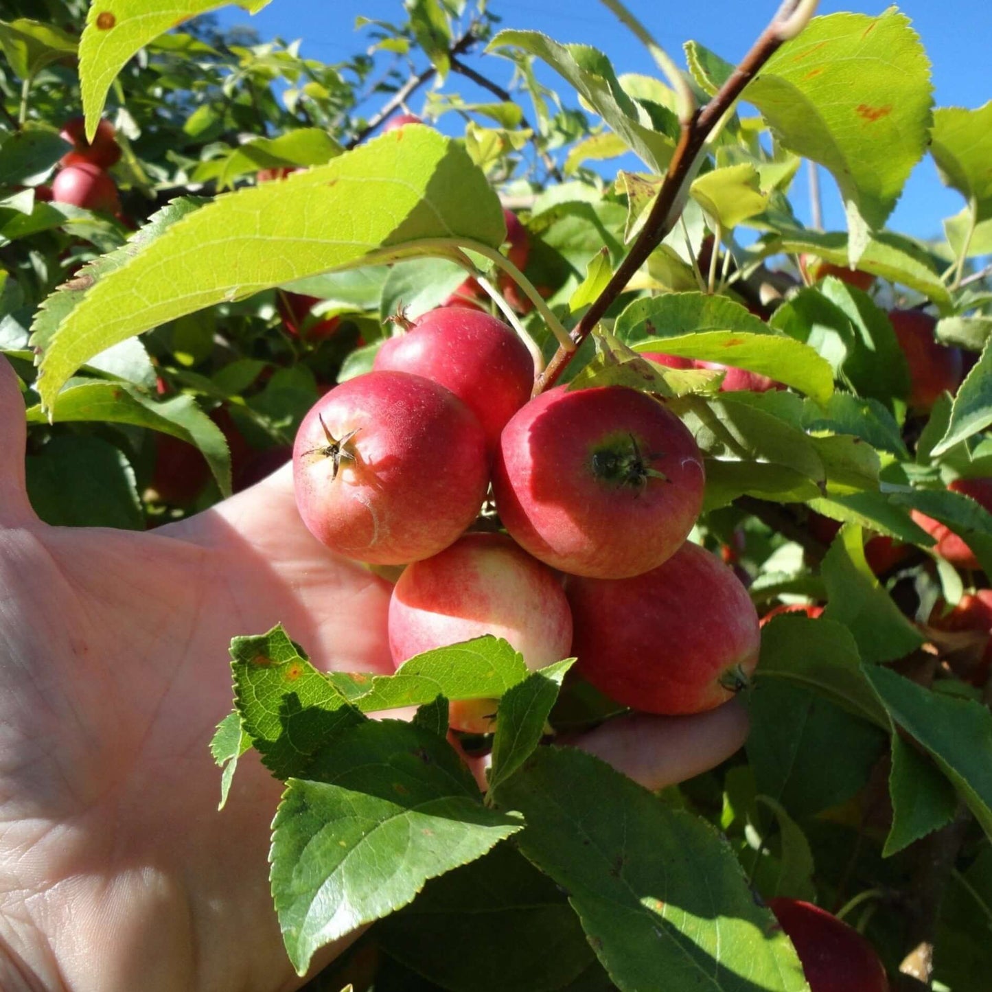 Rust Resistant Apple Bundle |18" - 36"| 10 Trees + Kits - Morse Nursery