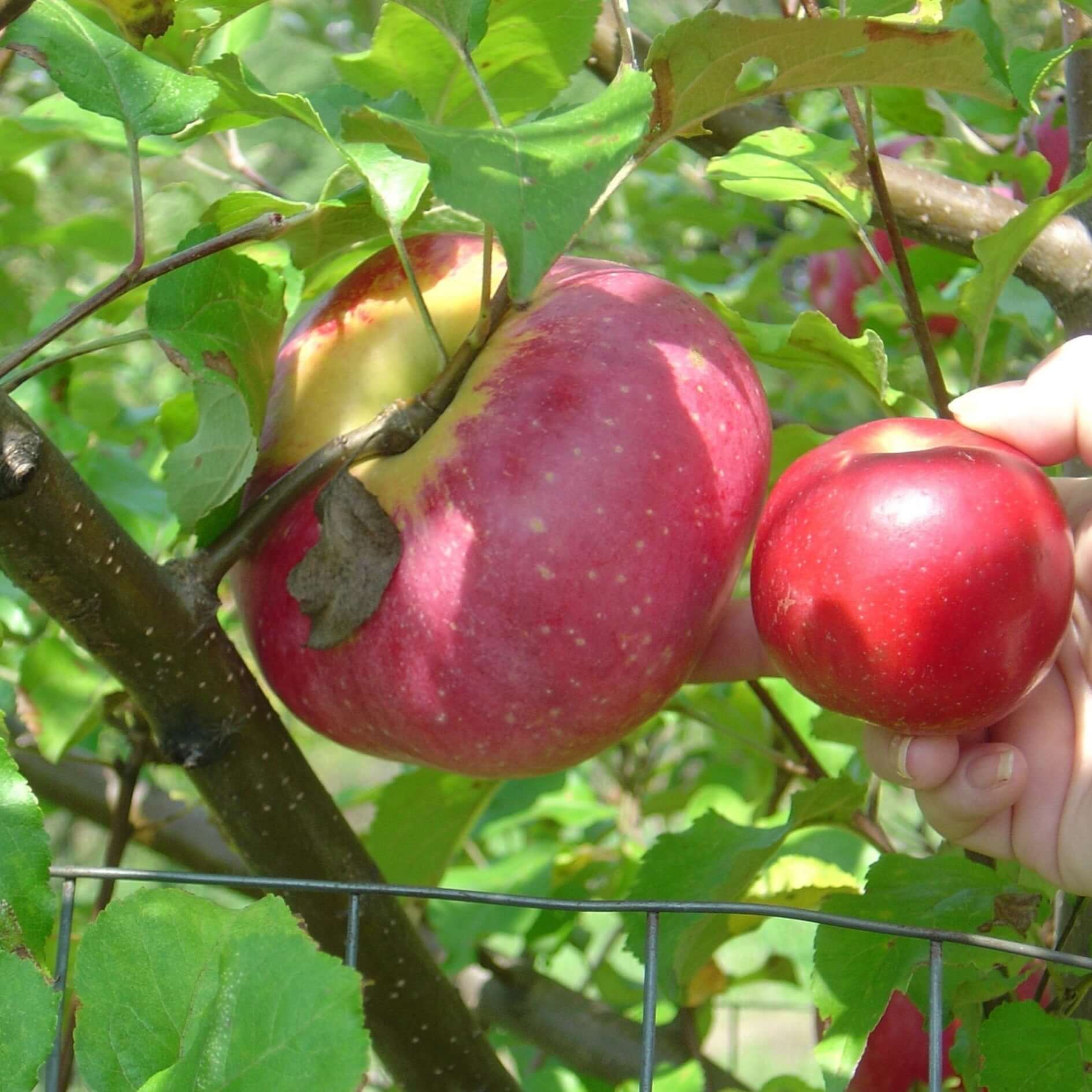 Rust Resistant Apple Bundle |18" - 36"| 10 Trees + Kits - Morse Nursery